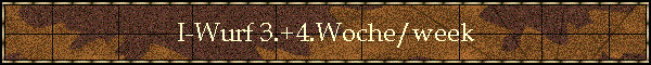 I-Wurf 3.+4.Woche/week